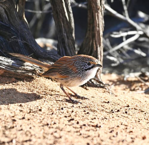 Sandhill Grasswren