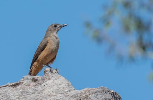 Sandstone Shrikethrush