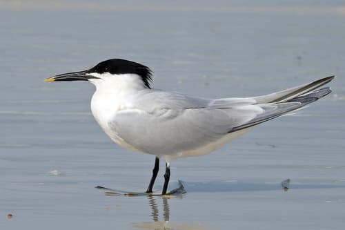 Sandwich Tern