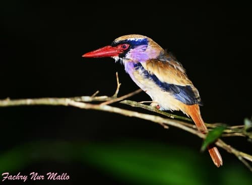 Sangihe Lilac Kingfisher