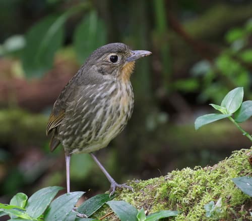 Santa Marta Antpitta
