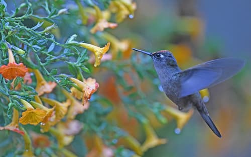 Santa Marta Blossomcrown