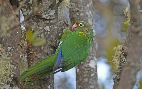 Santa Marta Parakeet
