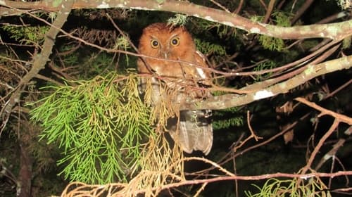 Santa Marta Screech-Owl