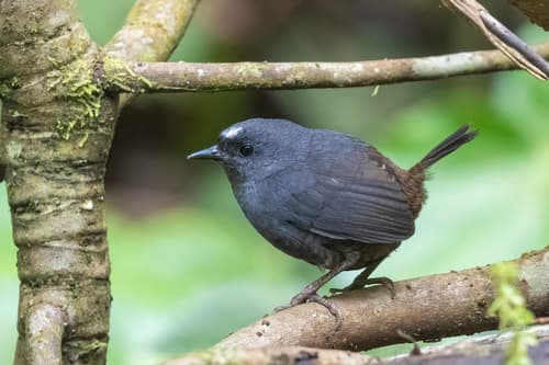Santa Marta Tapaculo