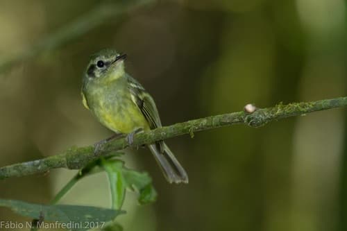 Sao Paulo Bristle-Tyrant