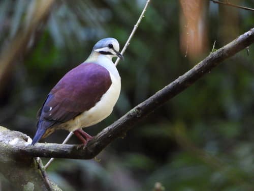 Sapphire Quail-Dove
