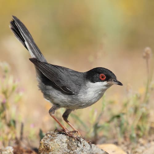 Sardinian Warbler