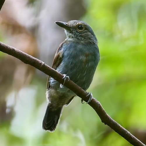 Saturnine Antshrike