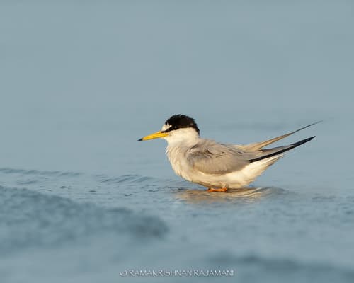 Saunders's Tern