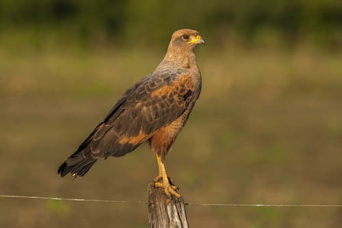 Savanna Hawk