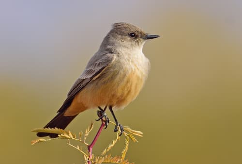 Say's Phoebe