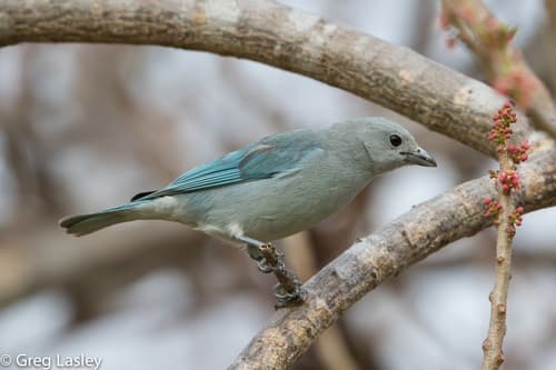 Sayaca Tanager