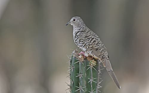 Scaled Dove