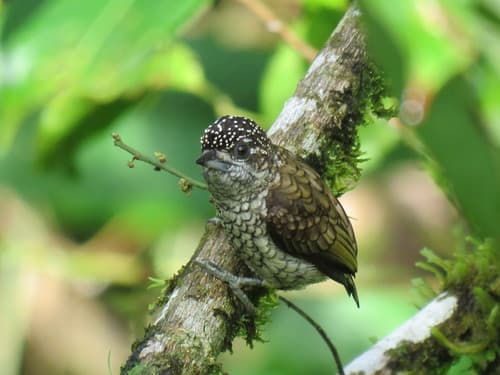 Scaled Piculet