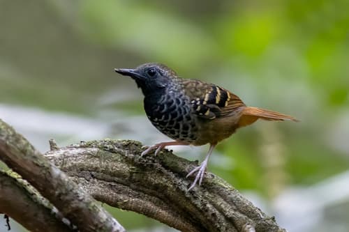 Scalloped Antbird
