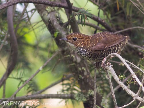 Scaly-breasted Cupwing
