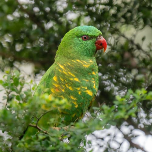Scaly-breasted Lorikeet