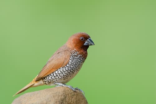 Scaly-breasted Munia