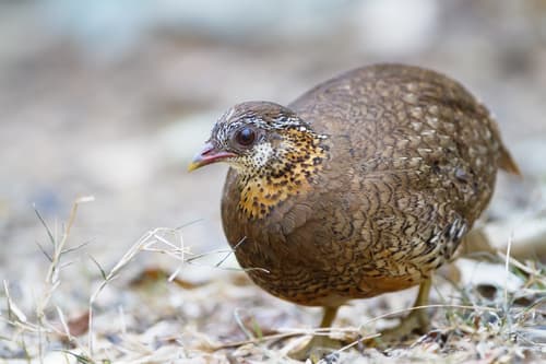 Scaly-breasted Partridge