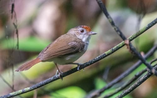 Scaly-crowned Babbler