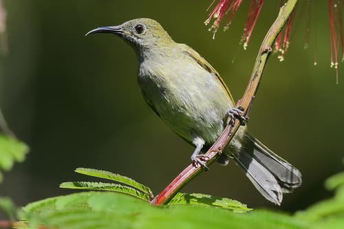 Scaly-crowned Honeyeater