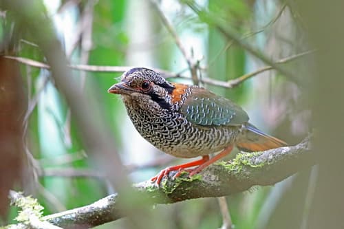 Scaly Ground-Roller