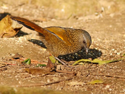Scaly Laughingthrush