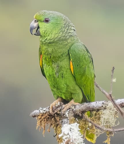 Scaly-naped Amazon