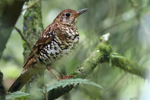 Scaly Thrush