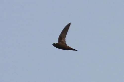 Scarce Swift