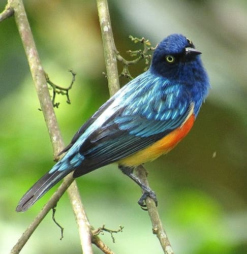 Scarlet-breasted Dacnis