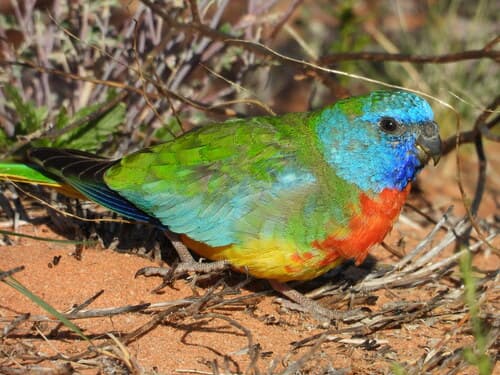 Scarlet-chested Parrot