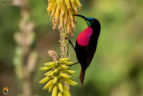 Scarlet-chested Sunbird