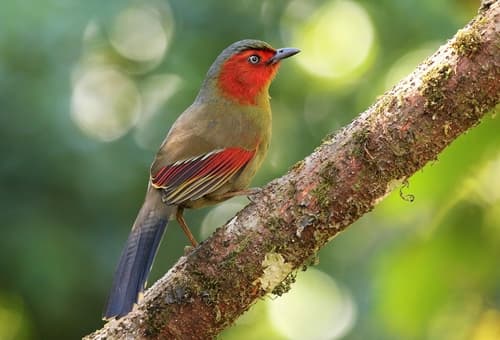 Scarlet-faced Liocichla