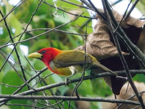 Scarlet-hooded Barbet