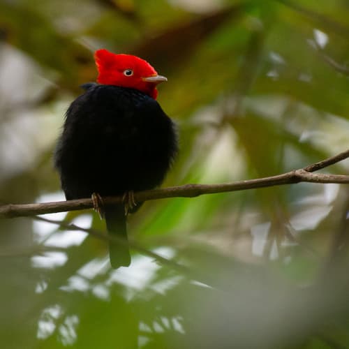 Scarlet-horned Manakin