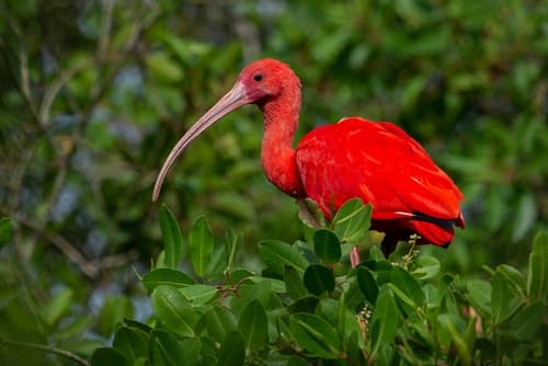 Scarlet Ibis