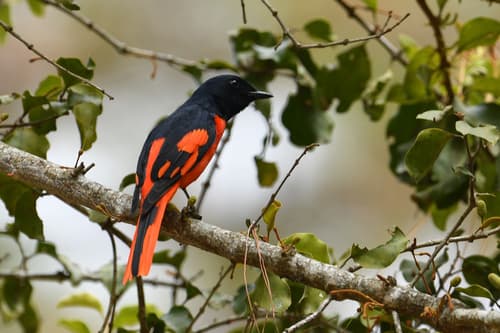 Scarlet Minivet