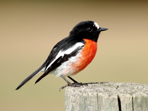 Scarlet Robin