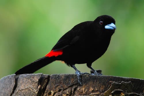 Scarlet-rumped Tanager