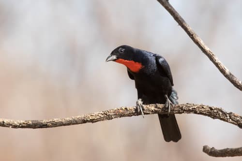 Scarlet-throated Tanager