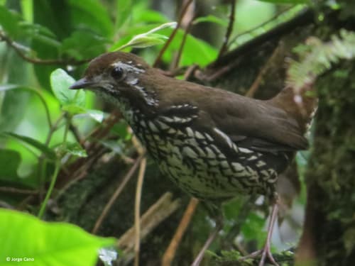 Schwartz's Antthrush