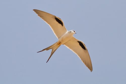Scissor-tailed Kite