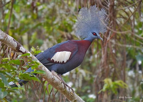 Sclater's Crowned-Pigeon