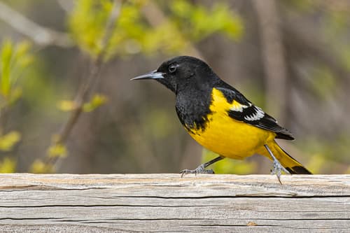Scott's Oriole