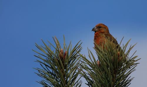 Scottish Crossbill