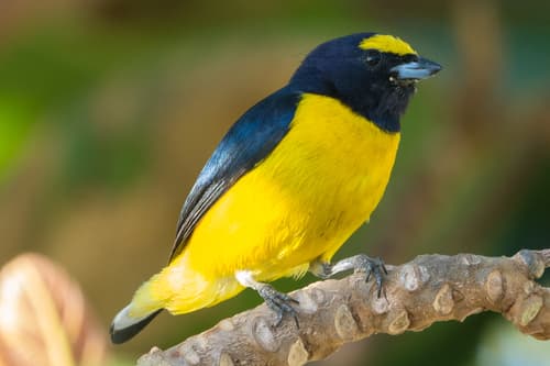Scrub Euphonia