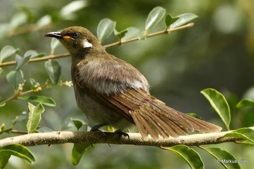 Scrub Honeyeater