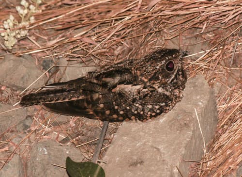 Scrub Nightjar